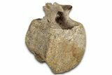 Hadrosaur (Edmontosaurus) Caudal Vertebra - Wyoming #349468-1